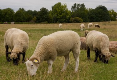 Grazing sheep clipart