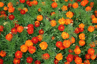 Marigolds clipart