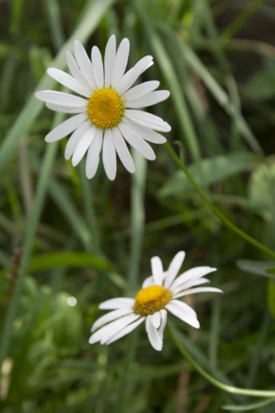 stock image Chamomile