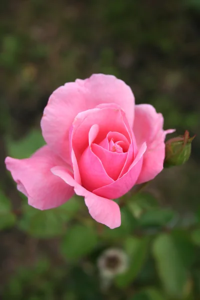 stock image Rose in garden