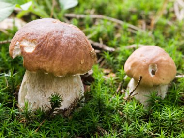 Penny topuz (Boletus) Mantar