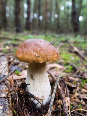 Penny topuz (Boletus) Mantar