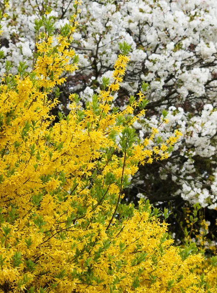 Blossoming Forsythia and Cherry tree — Stock Photo, Image