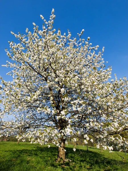 stock image Cherry tree in bloom