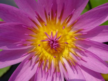 Lily flower in close eye