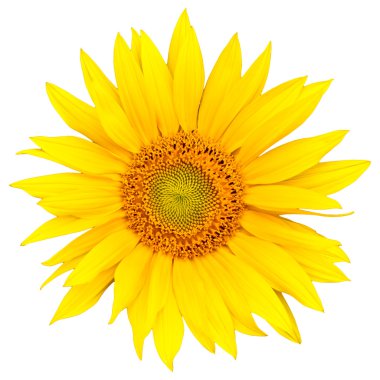 Sunflower clipart