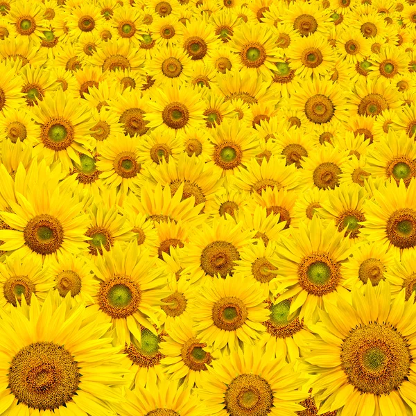 stock image Sunflower background