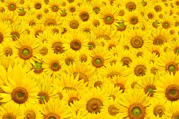 Stock image Sunflower background