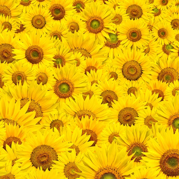 stock image Sunflower background