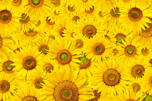 stock image Sunflower background