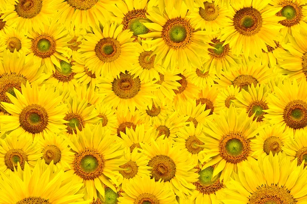 stock image Sunflower background