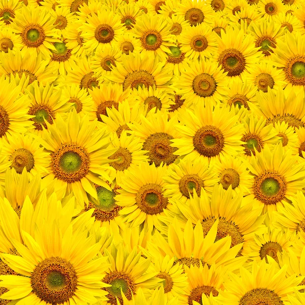 stock image Sunflower background