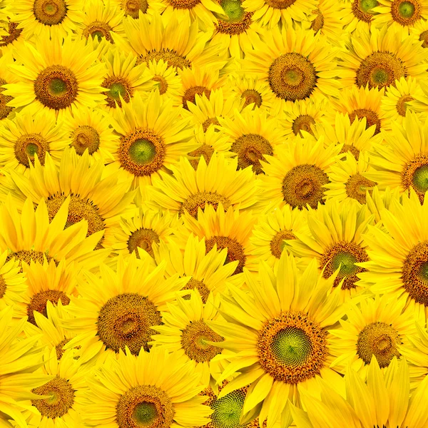 stock image Sunflower background