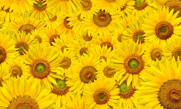 Stock image Sunflower background