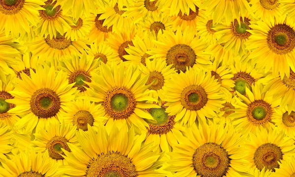 stock image Sunflower background