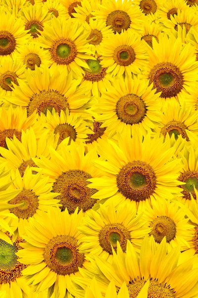 stock image Sunflower background