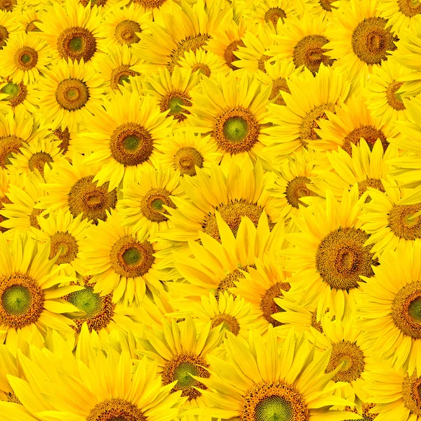 stock image Sunflower background