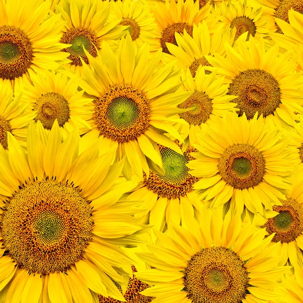 stock image Sunflower background