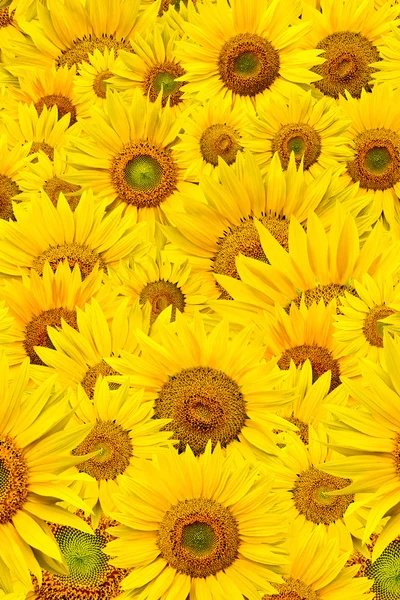 stock image Sunflower background