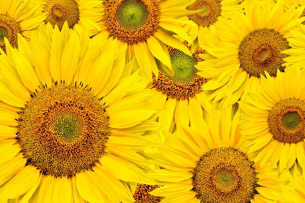 stock image Sunflower background