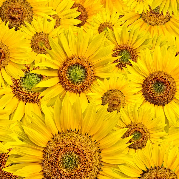 stock image Sunflower background