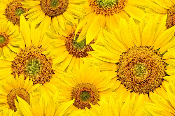 stock image Sunflower background