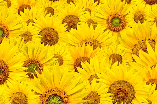 stock image Sunflower background