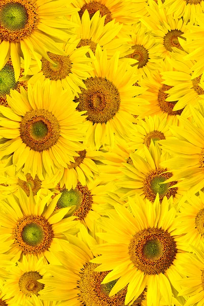 stock image Sunflower background