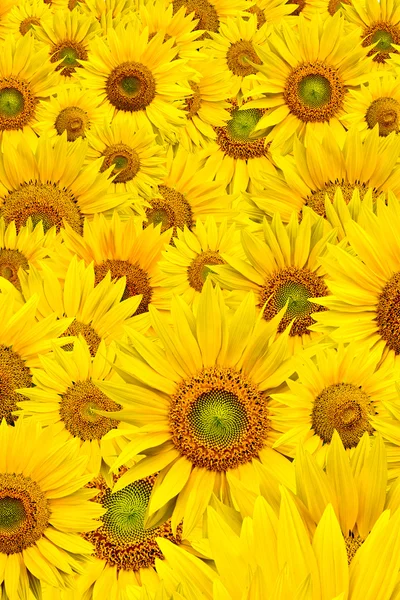 stock image Sunflower background