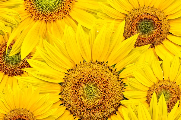 stock image Sunflower background