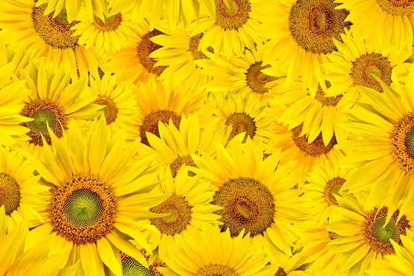 stock image Sunflower background