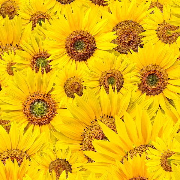 stock image Sunflower background