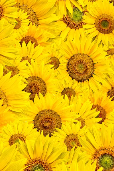 stock image Sunflower background