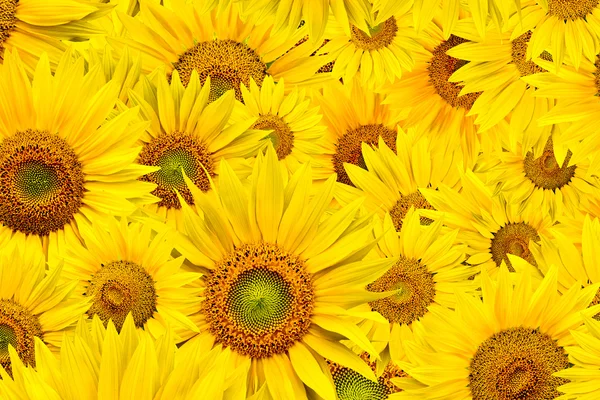 Stock image Sunflower background