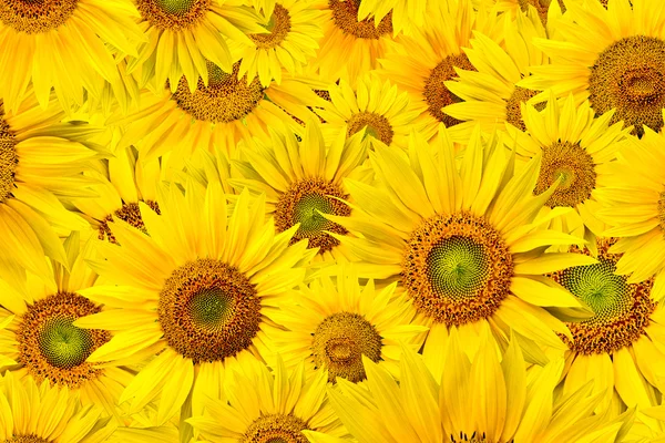 Sonnenblumen Hintergrund — Stockfoto