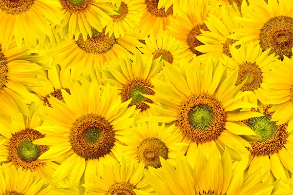 stock image Sunflower background