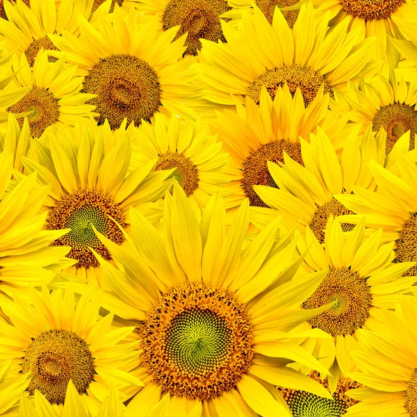 stock image Sunflower background