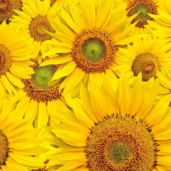 stock image Sunflower background