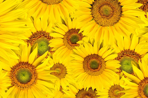 stock image Sunflower background