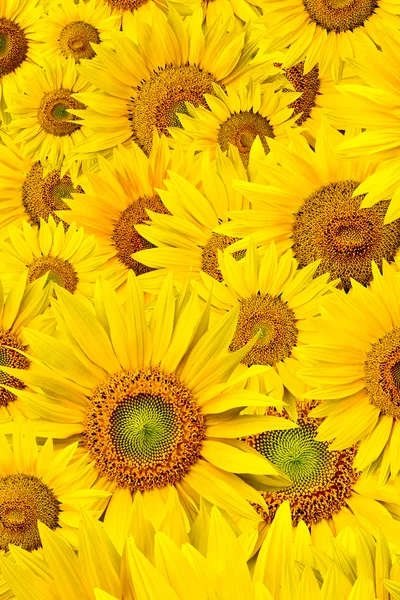 stock image Sunflower background