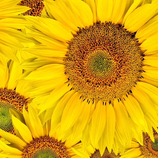 stock image Sunflower background