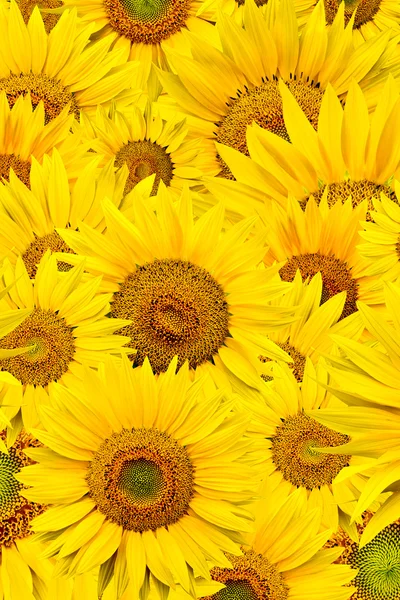 Sonnenblumen Hintergrund — Stockfoto