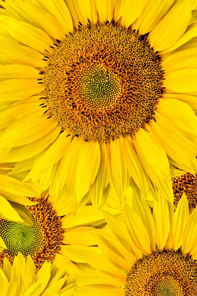 stock image Sunflower background