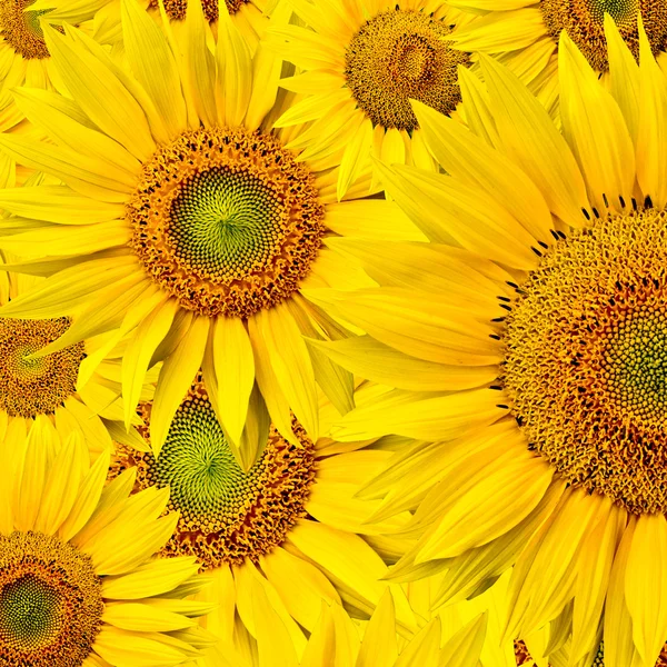 Stock image Sunflower background