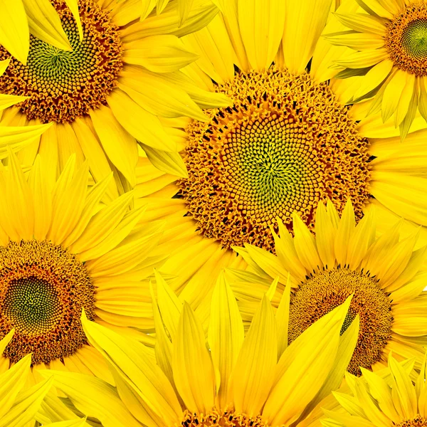 stock image Sunflower background