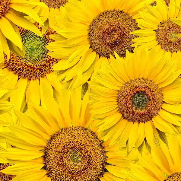 stock image Sunflower background