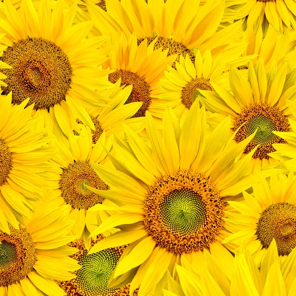 stock image Sunflower background