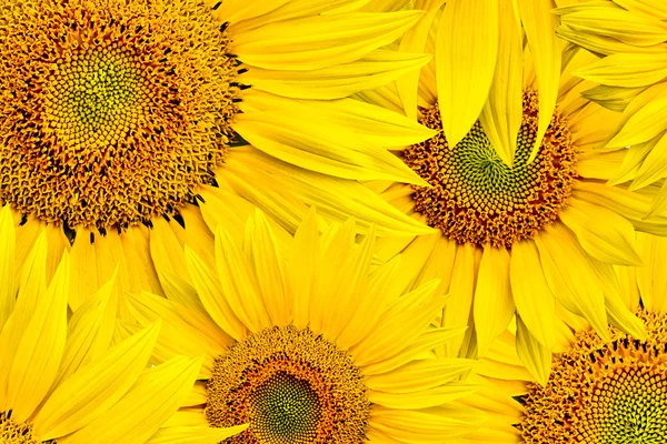 stock image Sunflower background