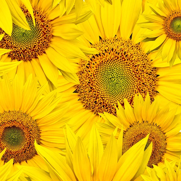 stock image Sunflower background