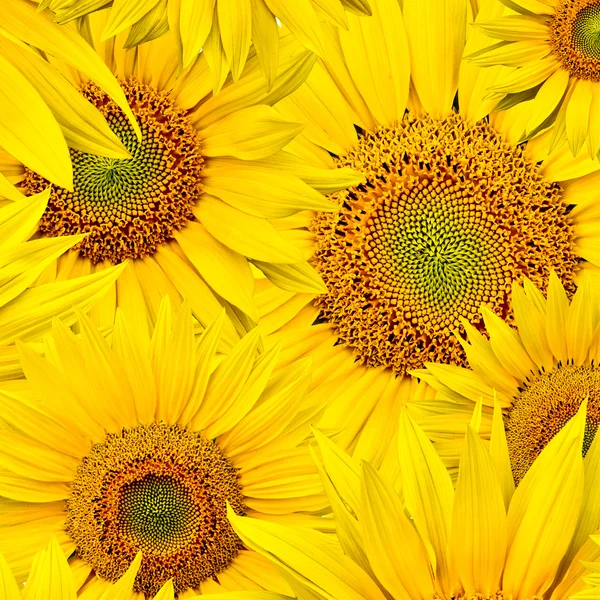 Stock image Sunflower background